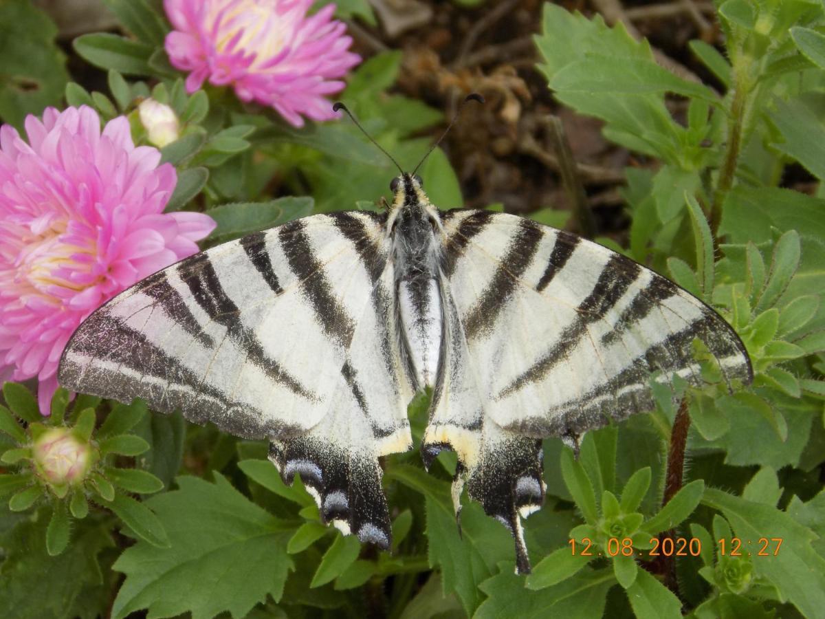 Les Papillons Villa Vrolle Kültér fotó